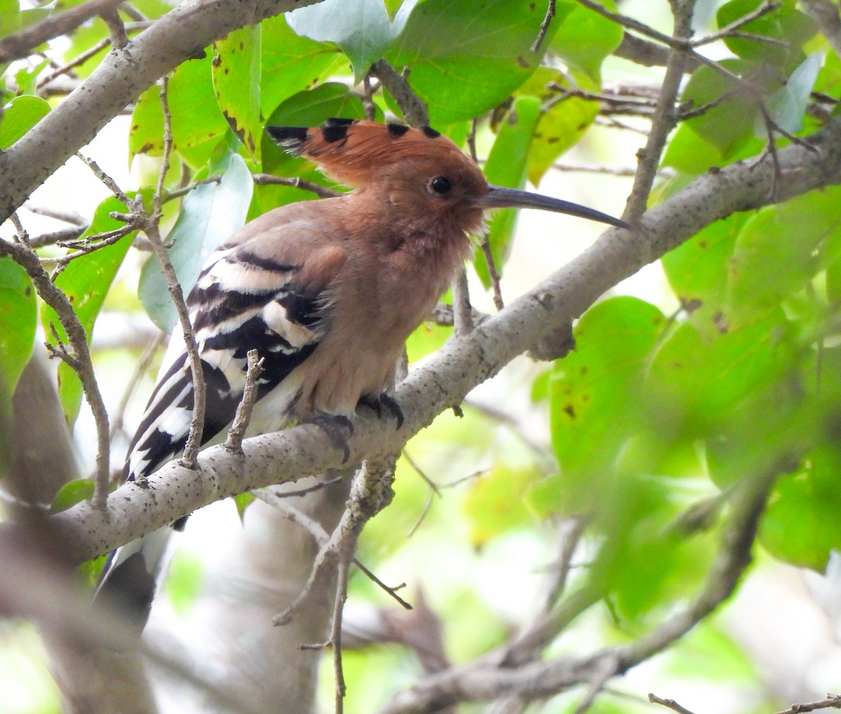 Eurasian Hoopoe - Shree Raksha