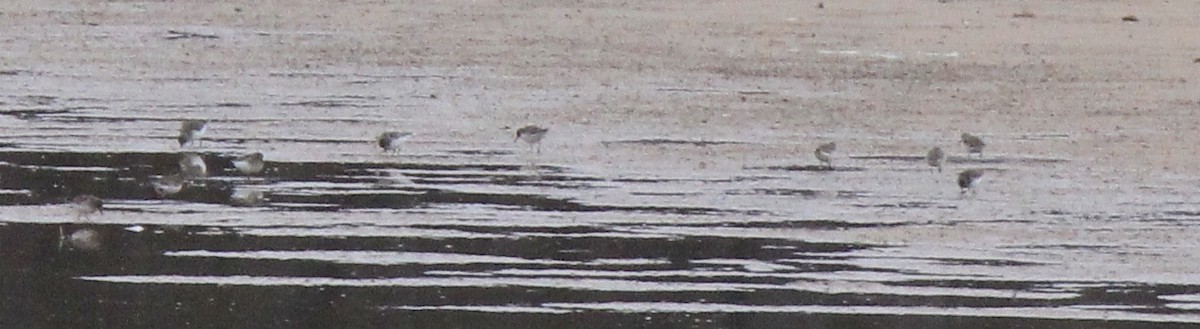 Least Sandpiper - ML612330206