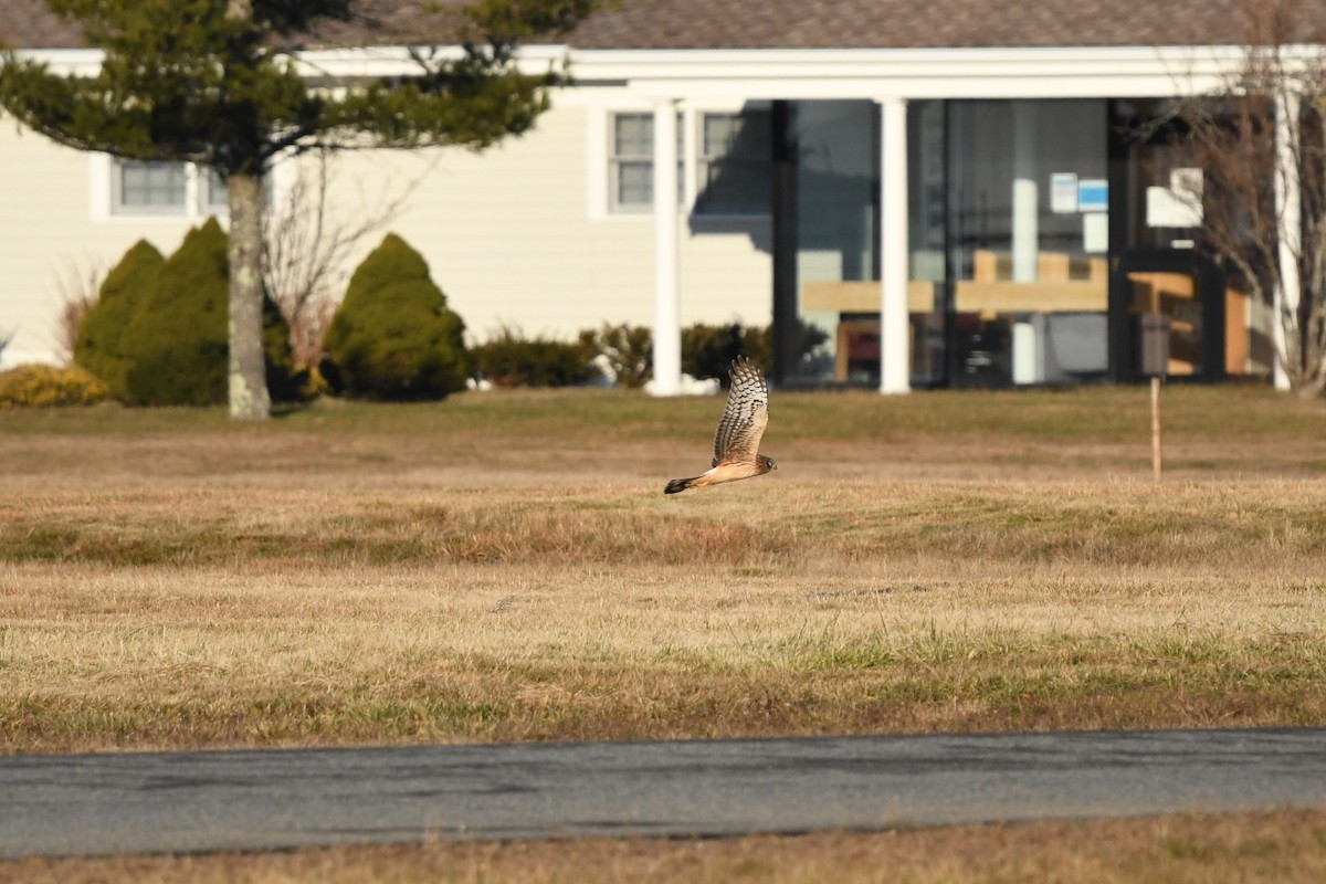 Northern Harrier - ML612330289