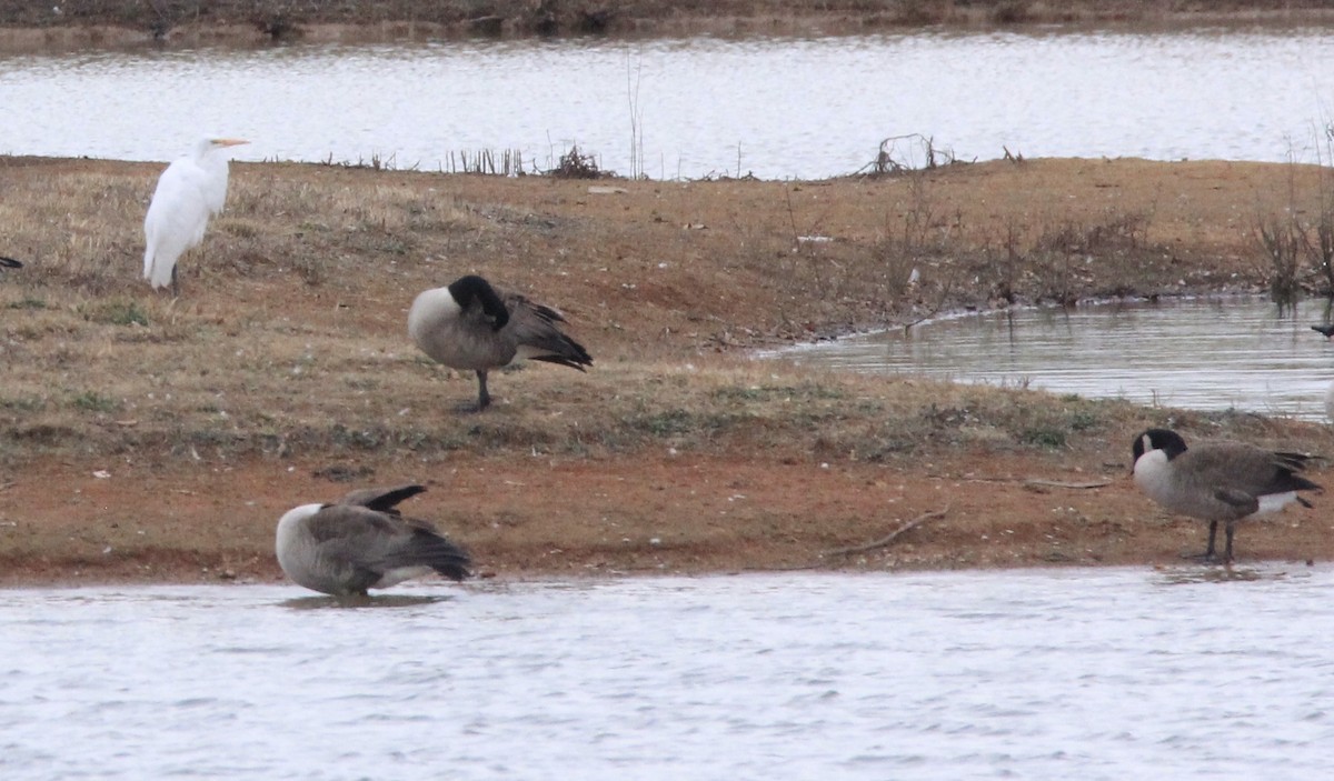 Great Egret - ML612330317