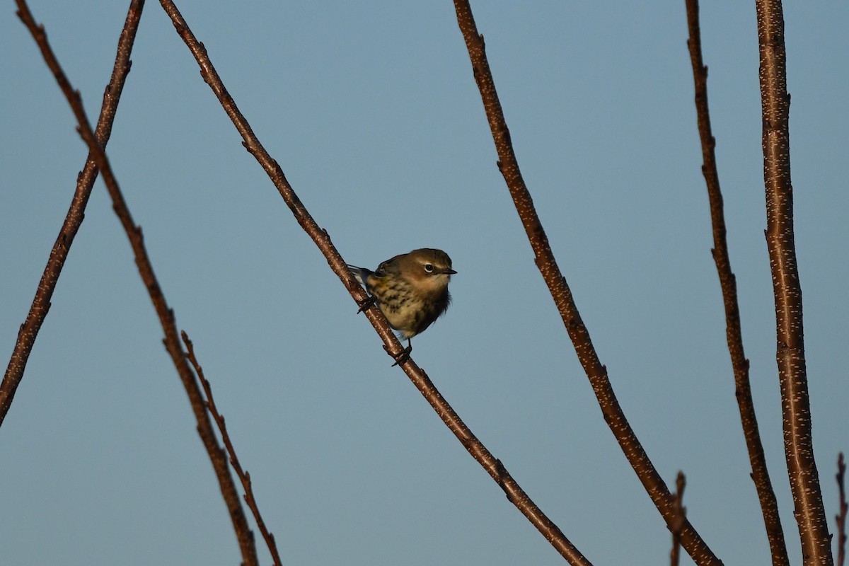 Yellow-rumped Warbler - ML612330328