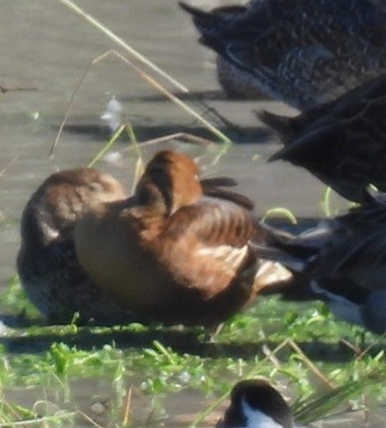 Fulvous Whistling-Duck - ML612330340