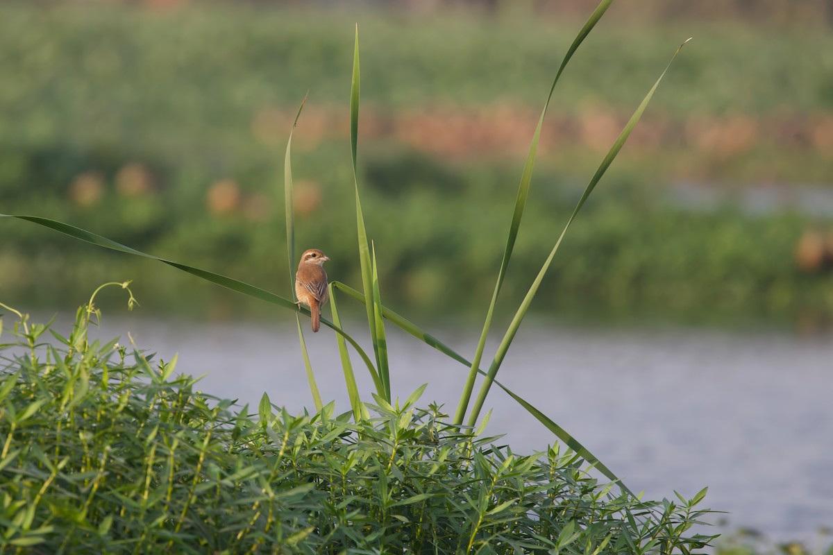 Brown Shrike - ML612330398