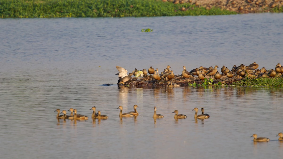 Gadwall - ML612330399