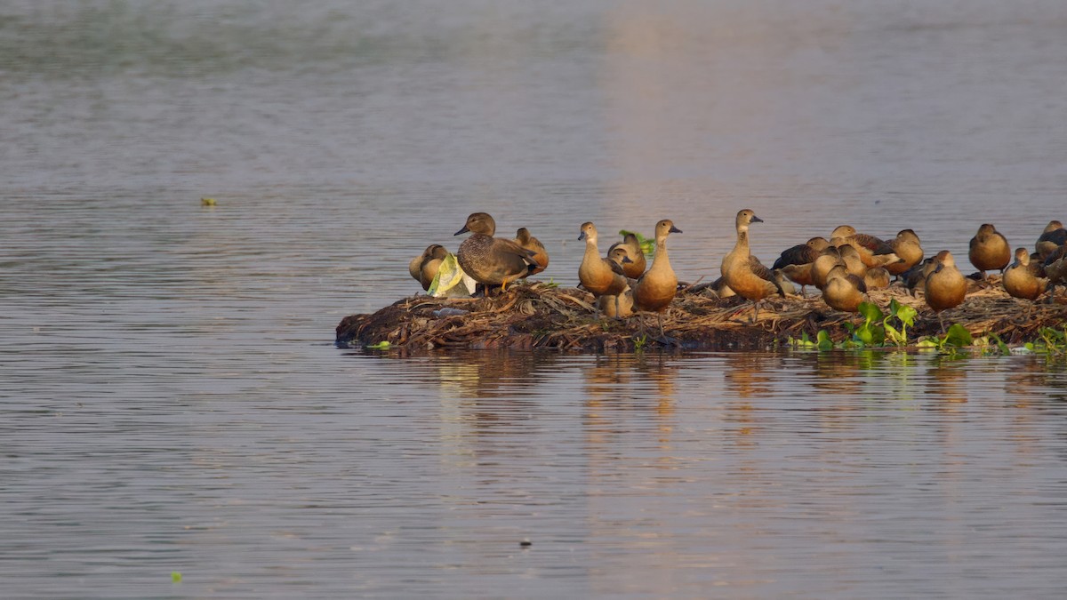 Gadwall - ML612330400