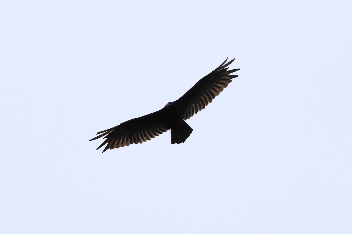 Turkey Vulture - ML612330420