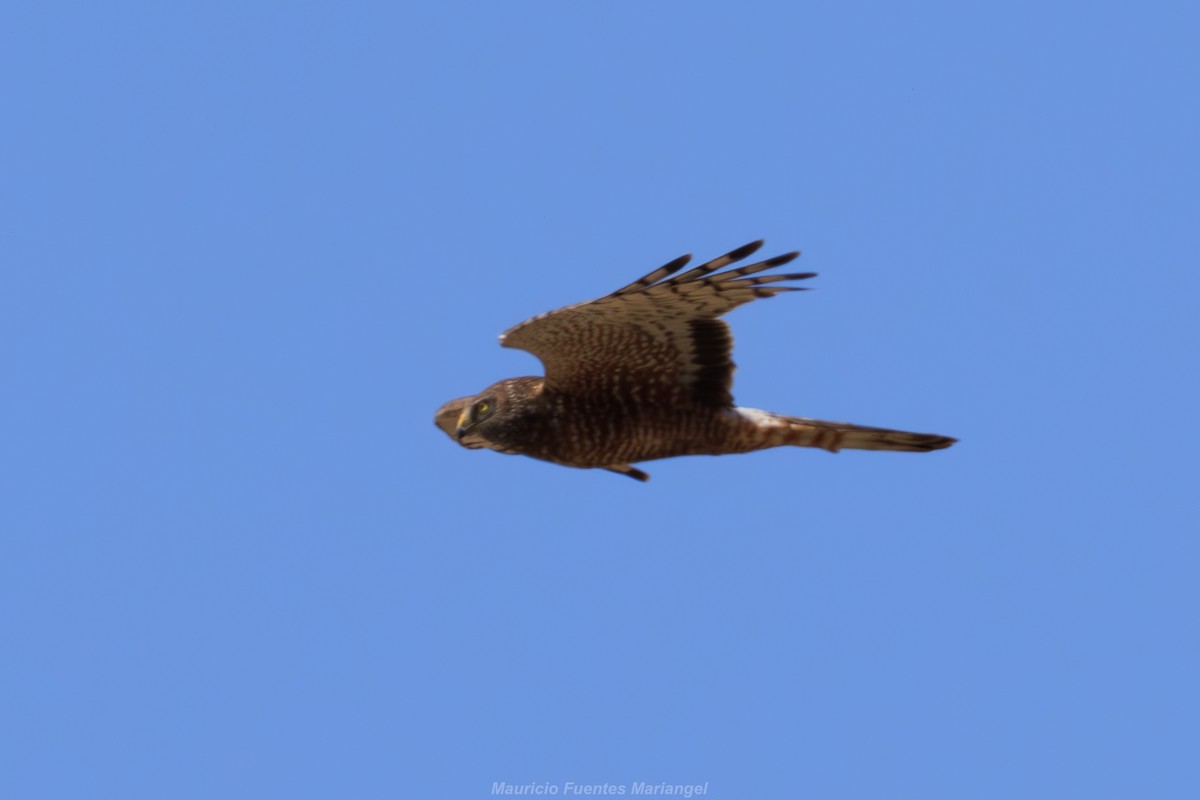 Cinereous Harrier - Mauricio Fuentes Mariángel