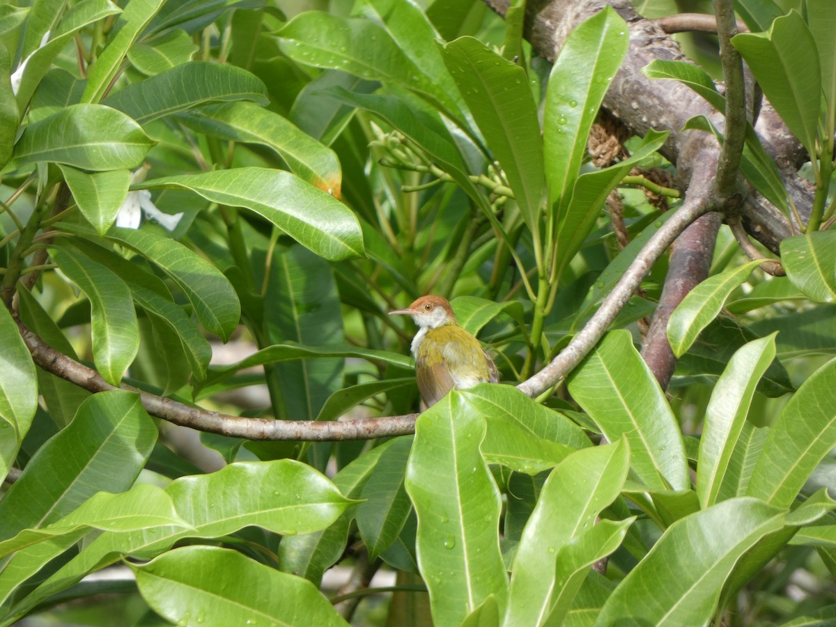 Common Tailorbird - Vasco Mendes