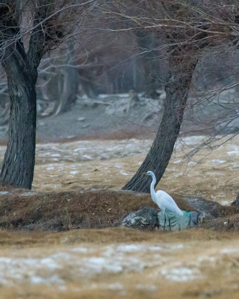 Great Egret - ML612330710