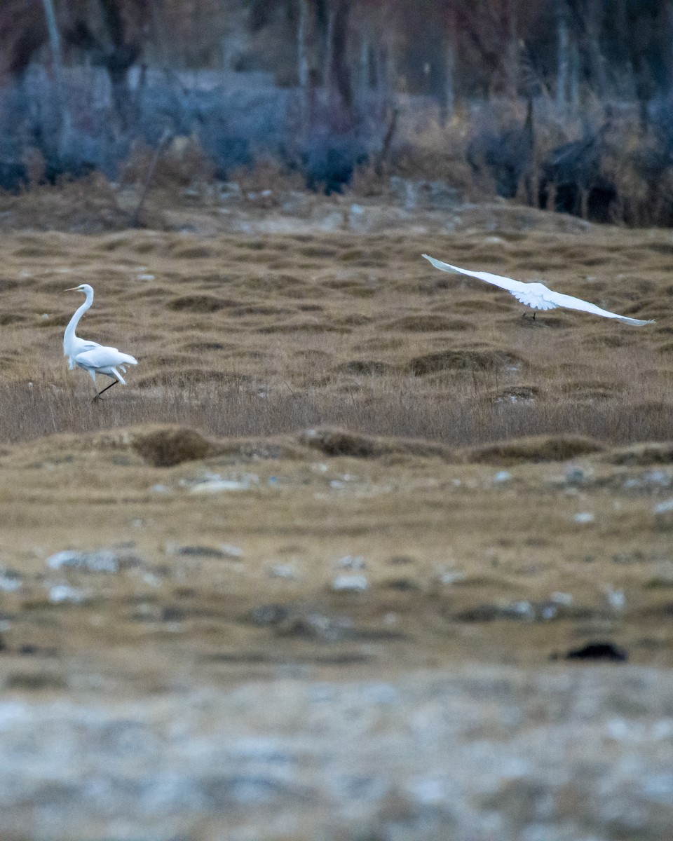 Great Egret - ML612330712