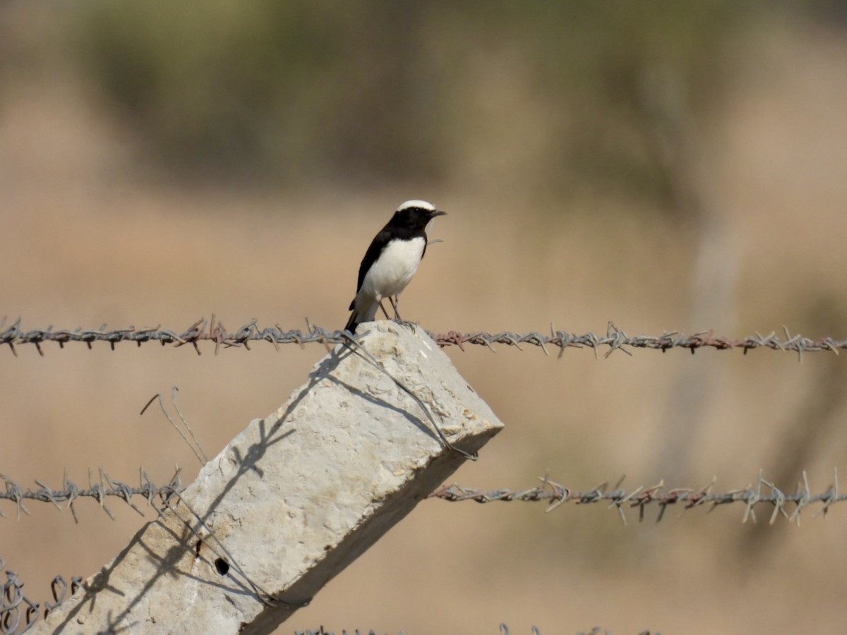 Variable Wheatear - ML612330736