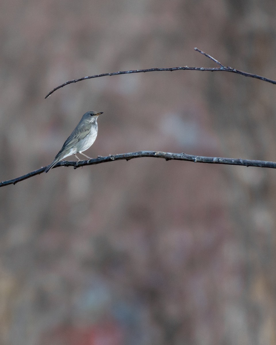 Black-throated Thrush - ML612330739