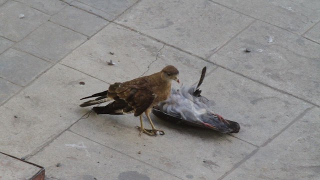 Chimango Caracara - ML612330745