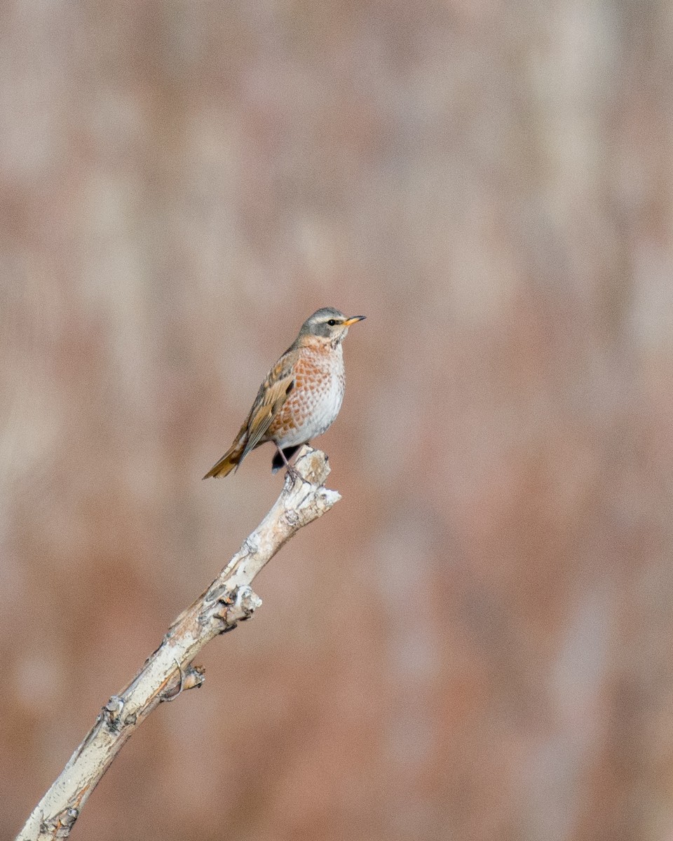 Naumann's Thrush - ML612330752