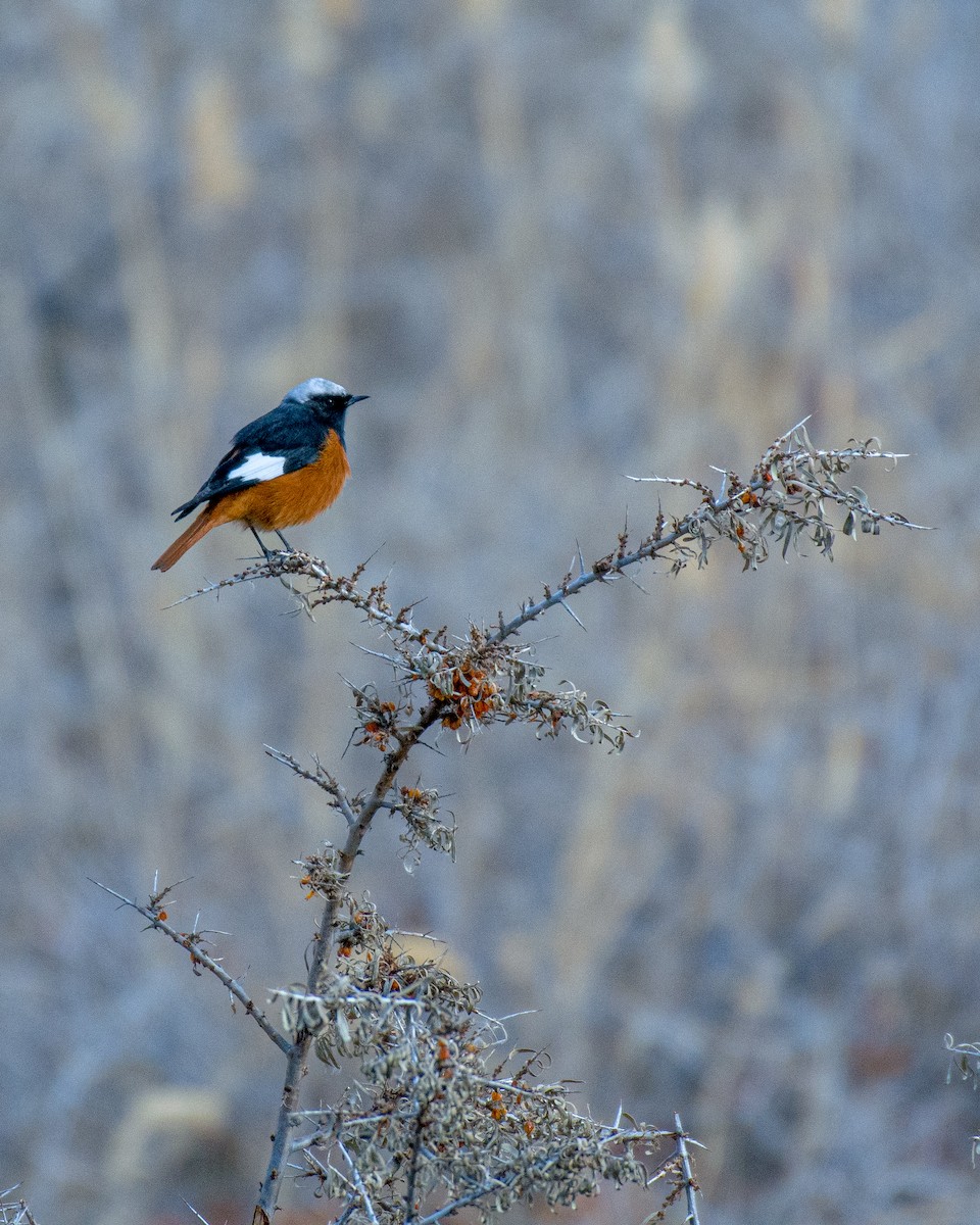 White-winged Redstart - 𝑆𝑜𝑛𝑎𝑚 𝑌𝑎𝑛𝑔𝑗𝑜𝑟