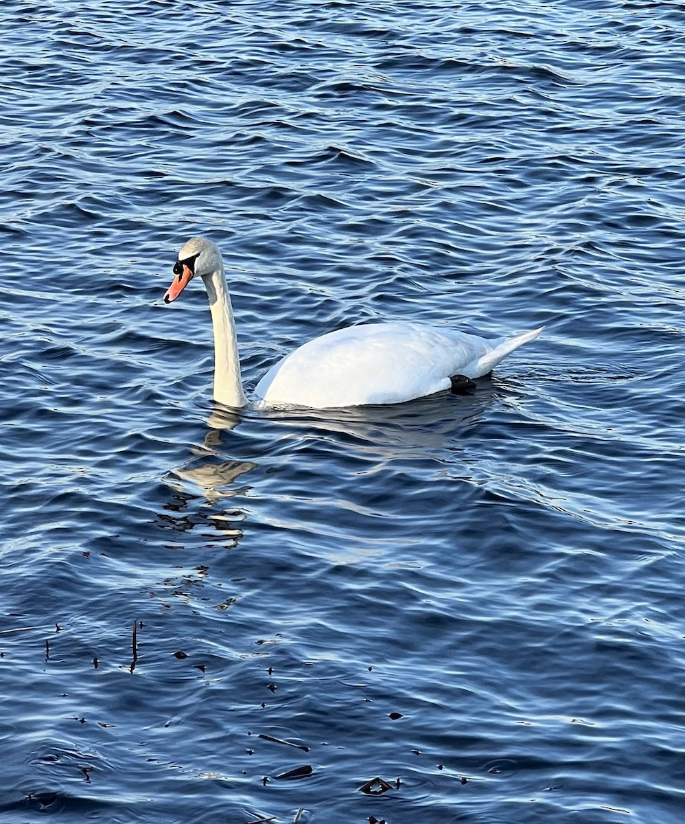 Cygne tuberculé - ML612330781