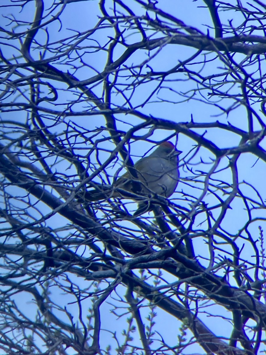 Green-tailed Towhee - ML612330799