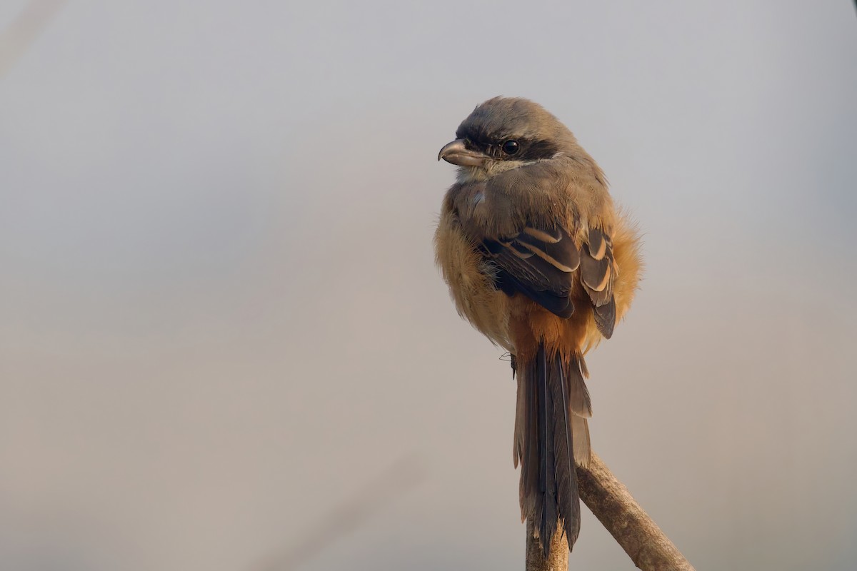 Long-tailed Shrike - ML612330815