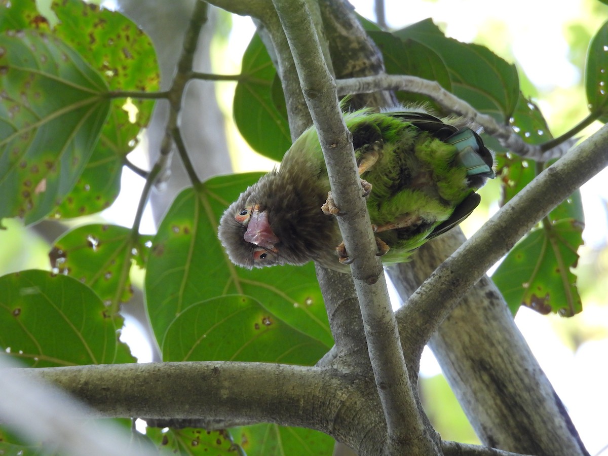 Brown-headed Barbet - ML612330863