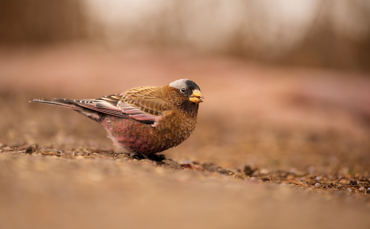 Gray-crowned Rosy-Finch - ML612330912