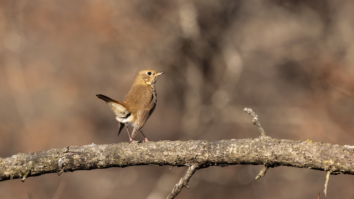 Hermit Thrush - ML612330964