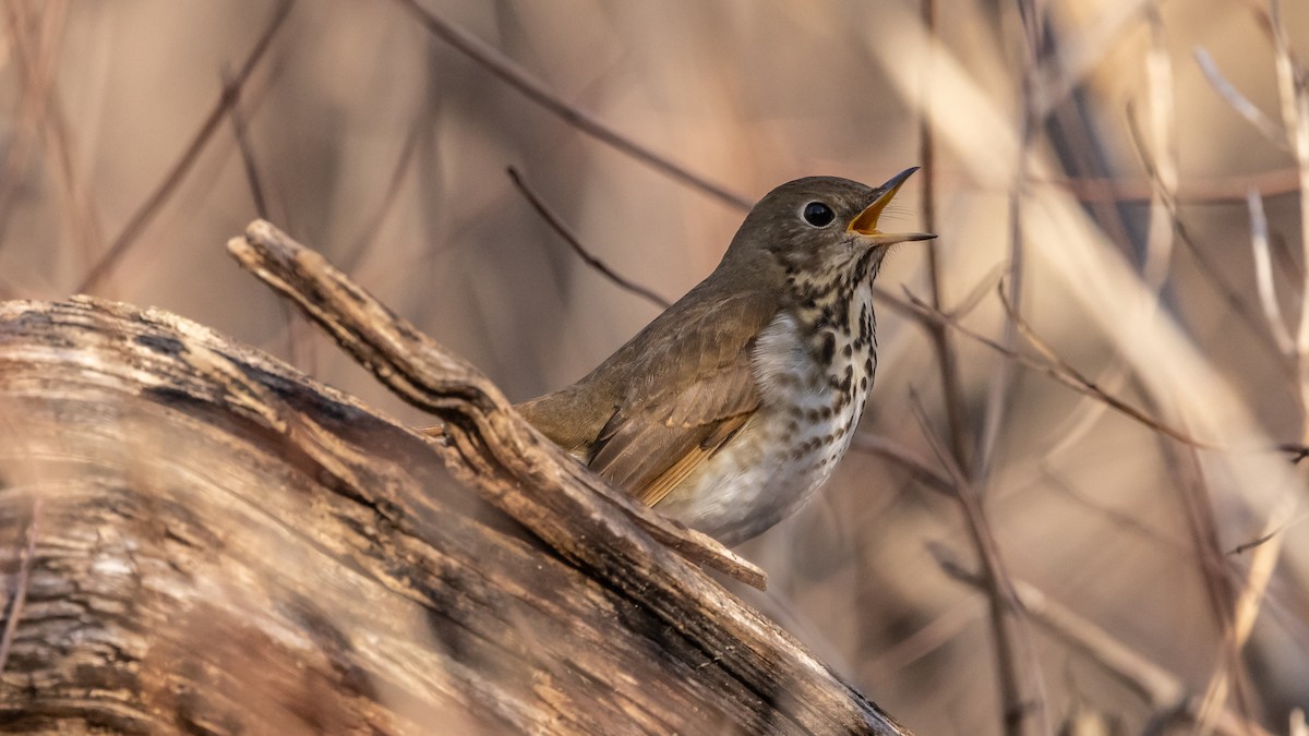 Hermit Thrush - ML612330965