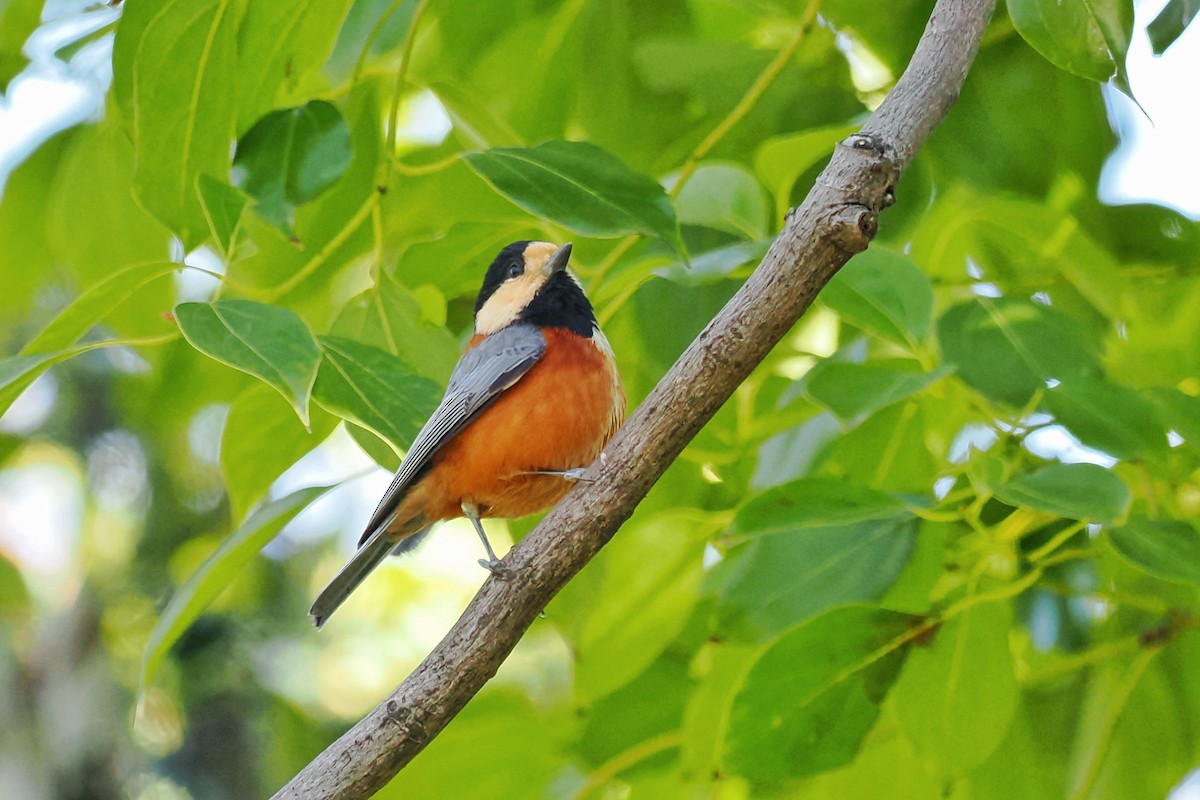 Varied Tit - Leijun Zhuang