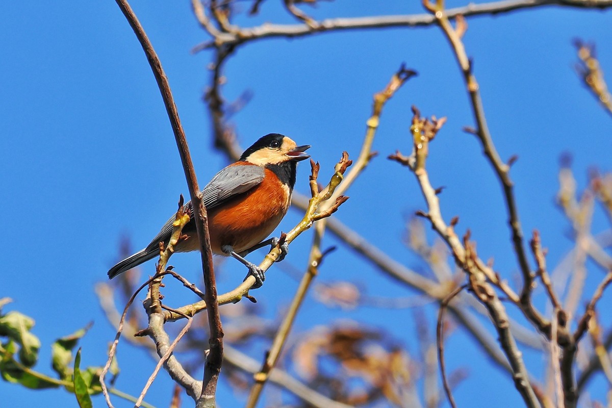 Varied Tit - Leijun Zhuang