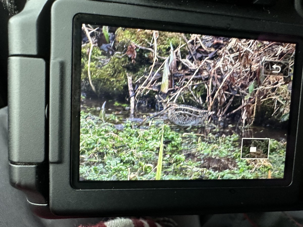 Wilson's Snipe - ML612331053