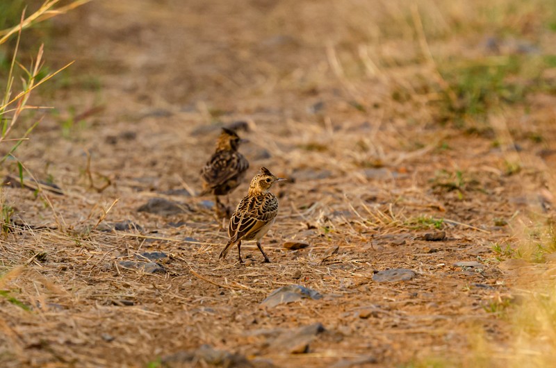 Oriental Skylark - Girish Chonkar