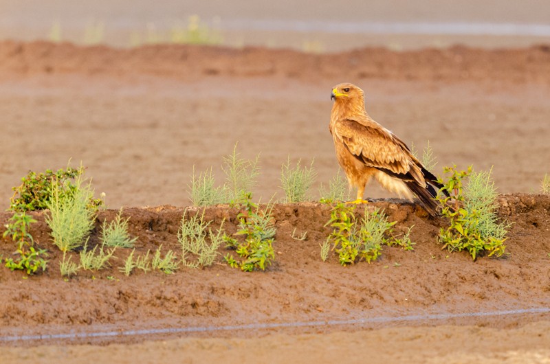 Indian Spotted Eagle - Girish Chonkar