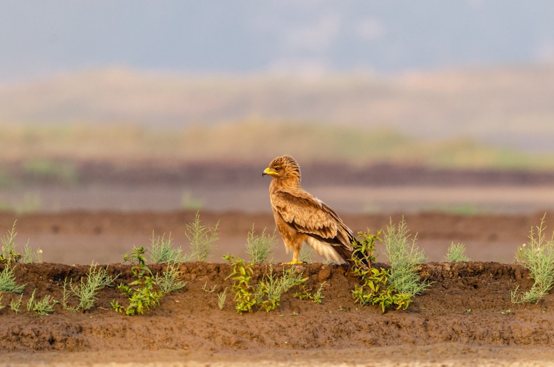 Indian Spotted Eagle - Girish Chonkar