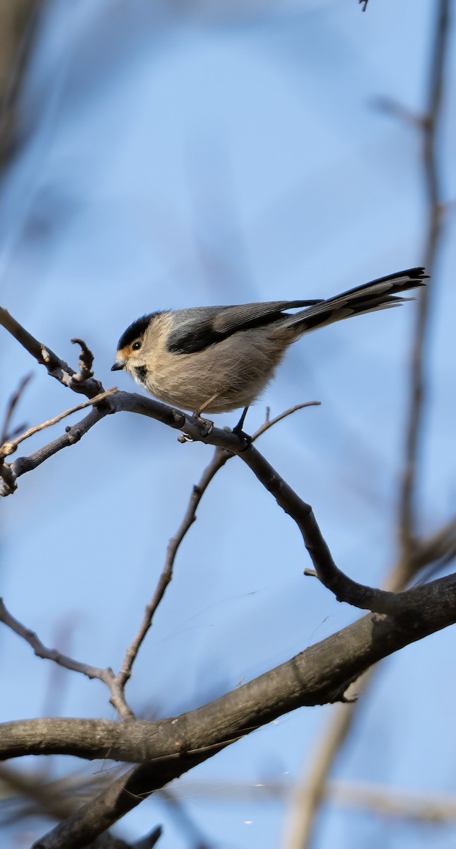 Silver-throated Tit - ML612331069