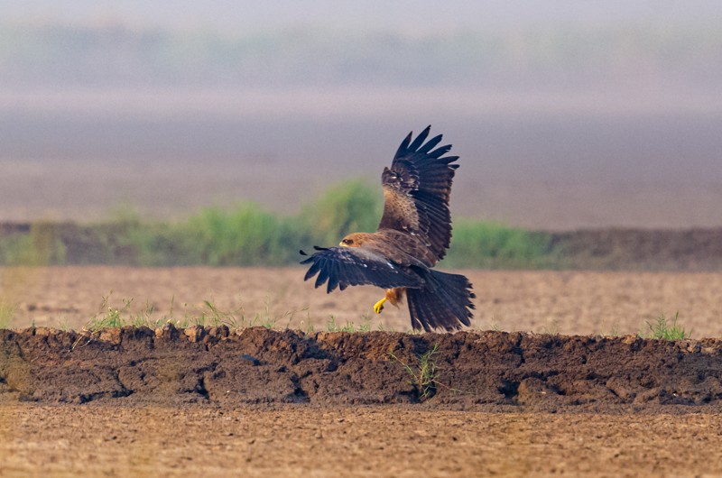 Black Kite - Girish Chonkar