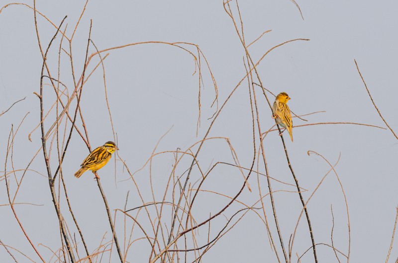 Black-breasted Weaver - Girish Chonkar