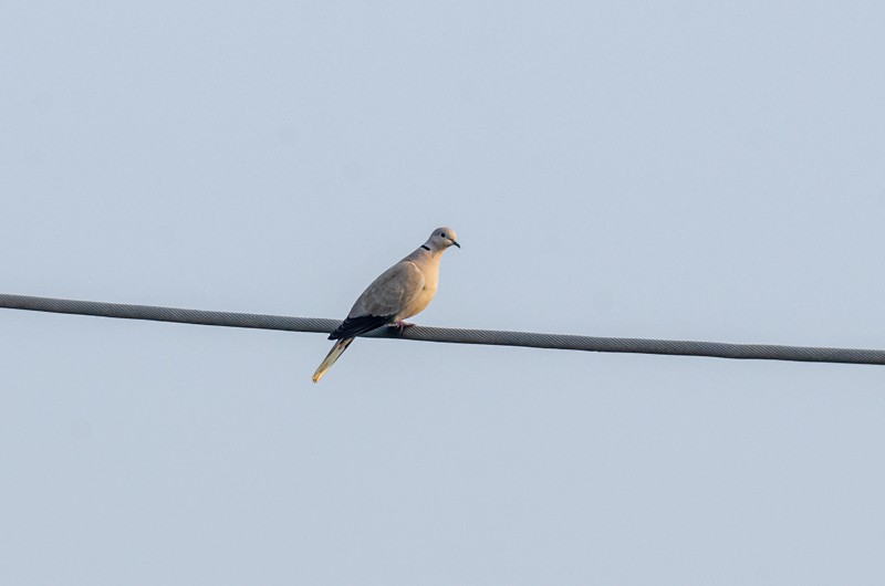 Eurasian Collared-Dove - Girish Chonkar