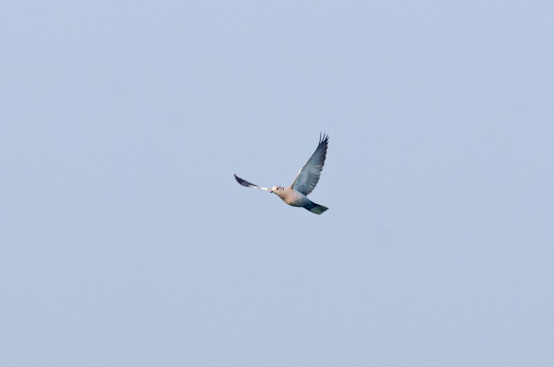 Eurasian Collared-Dove - Girish Chonkar