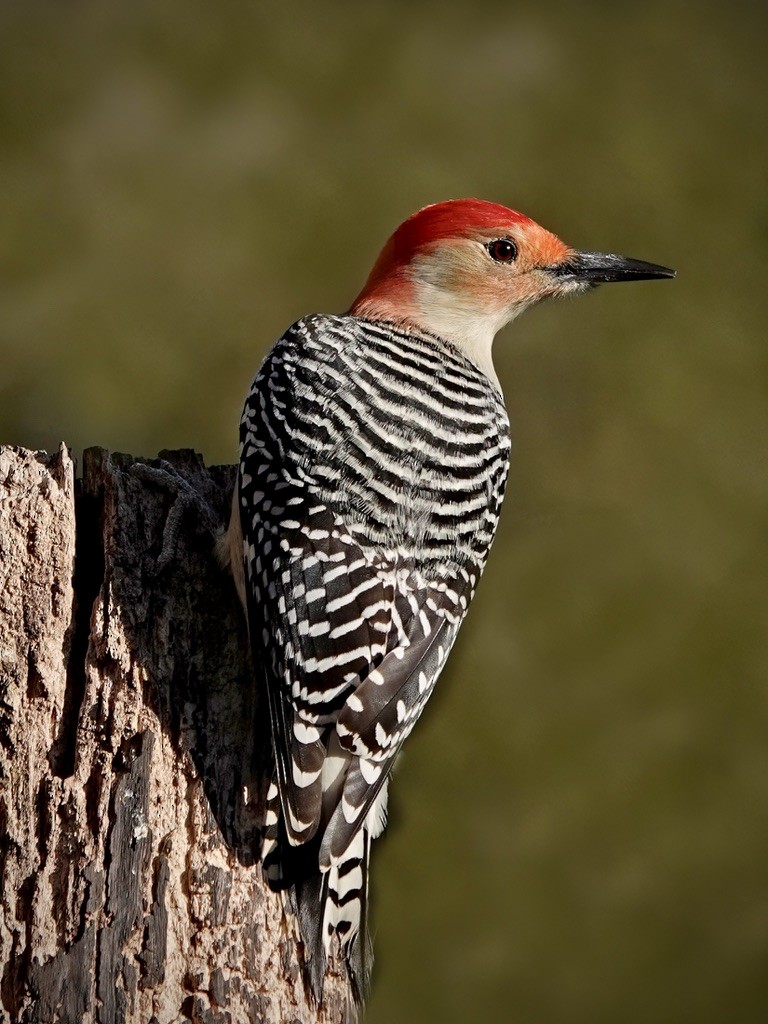 Red-bellied Woodpecker - ML612331123