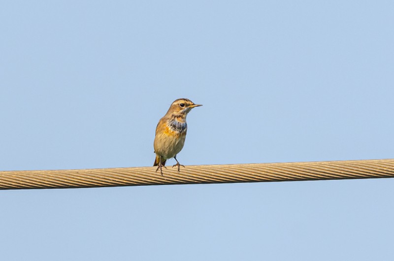 Bluethroat - Girish Chonkar