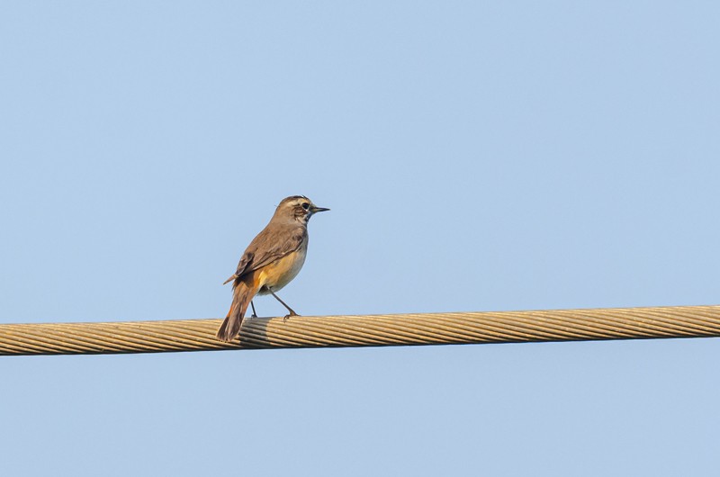 Bluethroat - Girish Chonkar