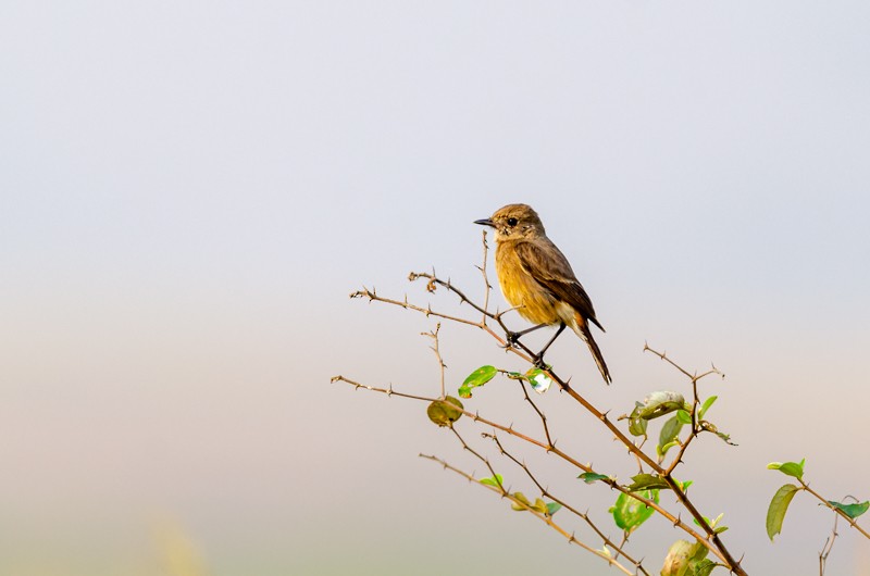 Pied Bushchat - Girish Chonkar