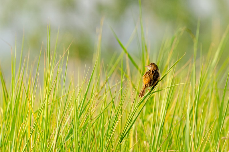 Zitting Cisticola - Girish Chonkar