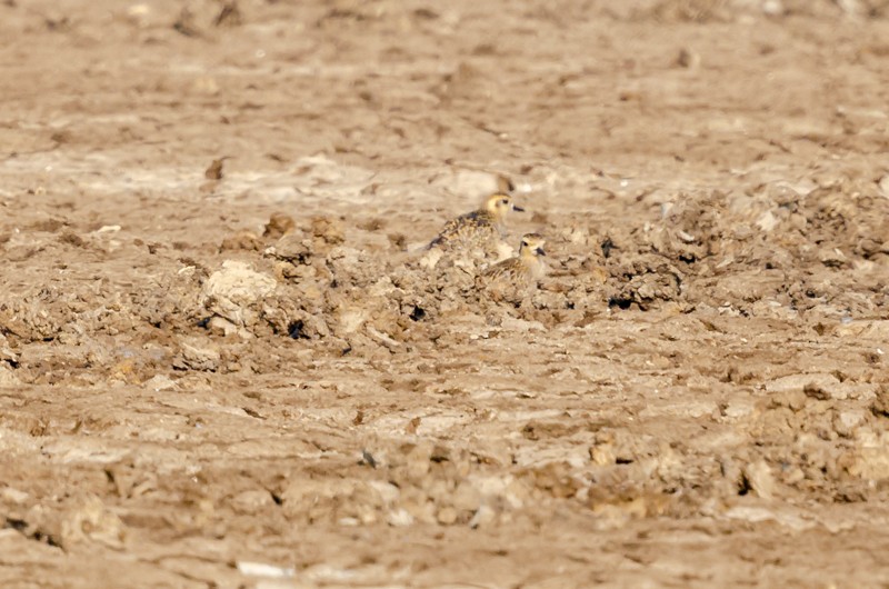 Pacific Golden-Plover - Girish Chonkar