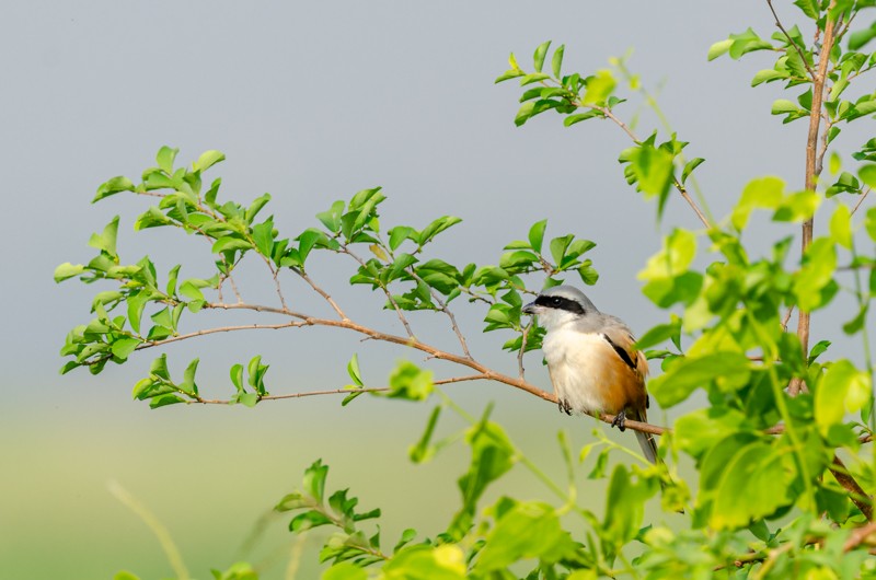 Long-tailed Shrike - ML612331204