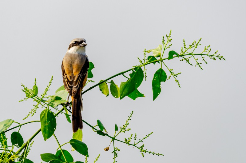 Long-tailed Shrike - Girish Chonkar