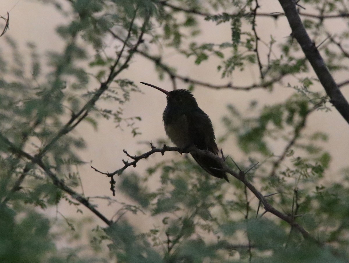 Buff-bellied Hummingbird - Kendall Watkins