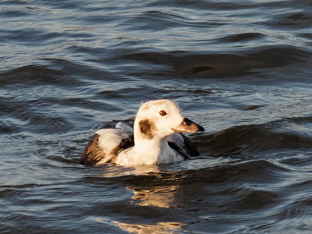 Long-tailed Duck - ML612331345