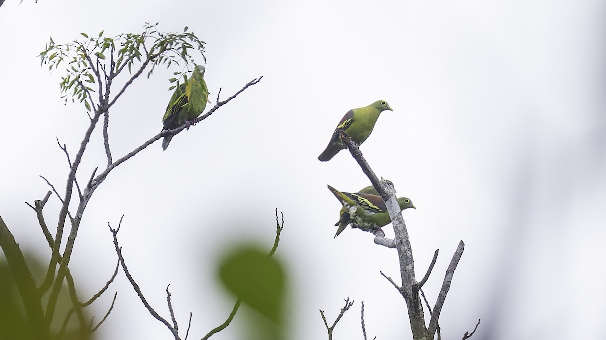 Gray-cheeked Green-Pigeon - ML612331365