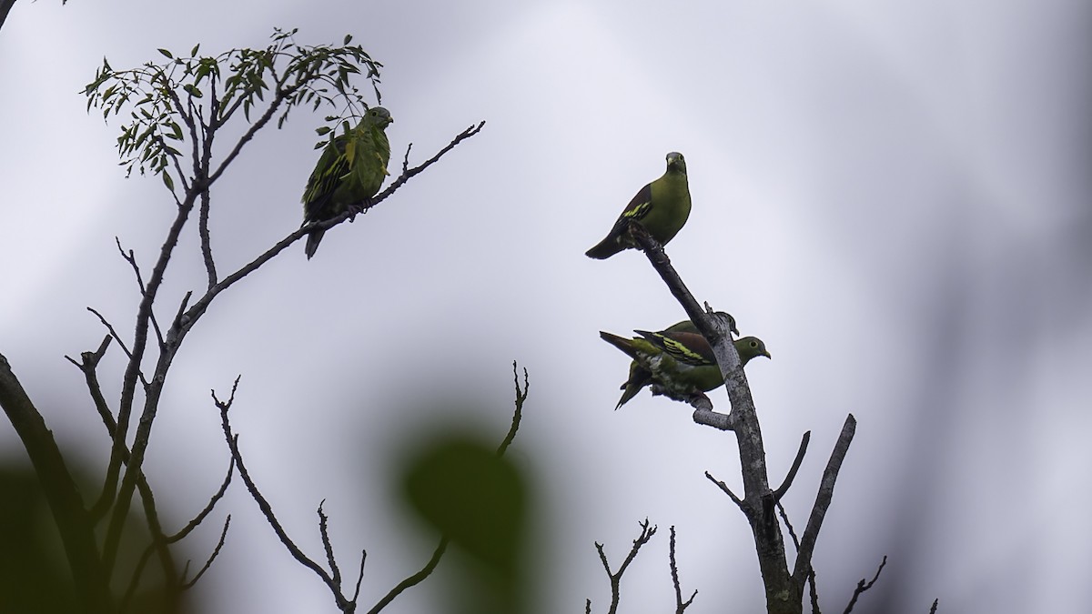 Gray-cheeked Green-Pigeon - ML612331366