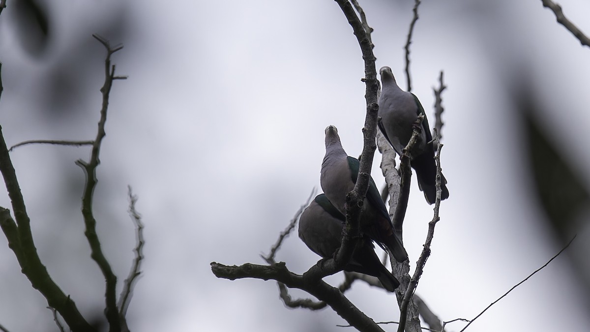 Green Imperial-Pigeon (Rufous-naped) - ML612331374